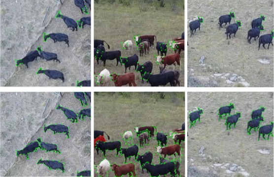 livestock counting