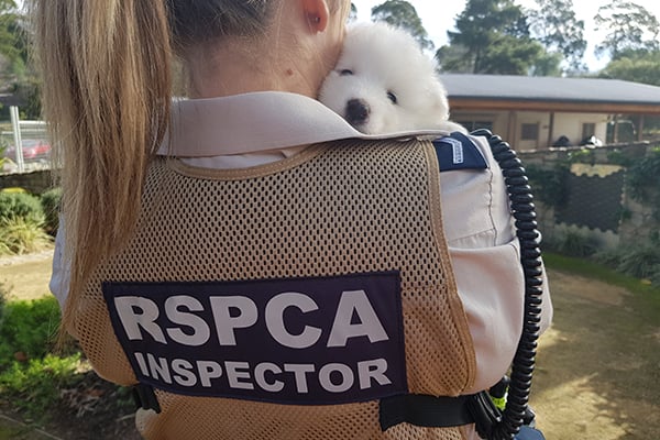 rspca nsw inspector